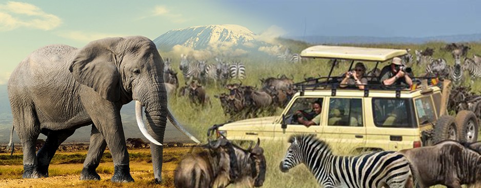 Voyage en safari - Séjour en safari